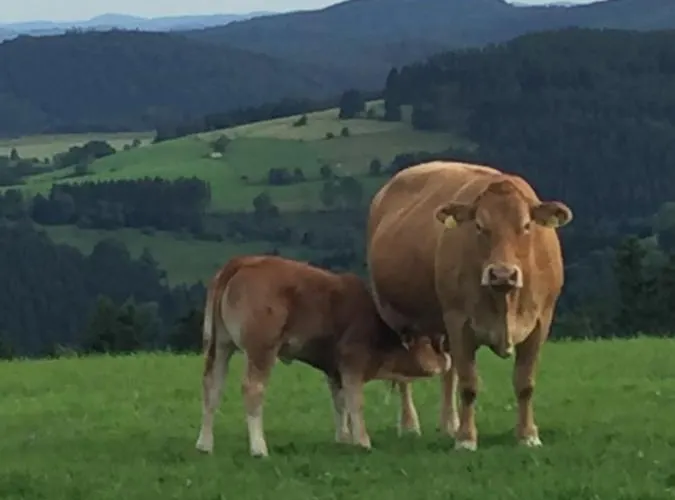 Stremme Appartement Willingen (Upland)